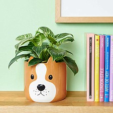Originale vaso da fiori a forma di cane