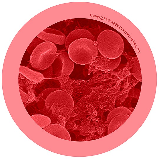 Dettaglio microscopico di un globulo rosso