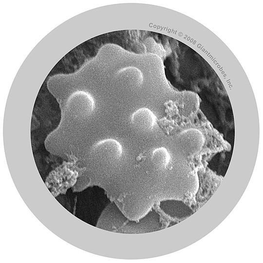 Dettaglio microscopico di un globulo bianco