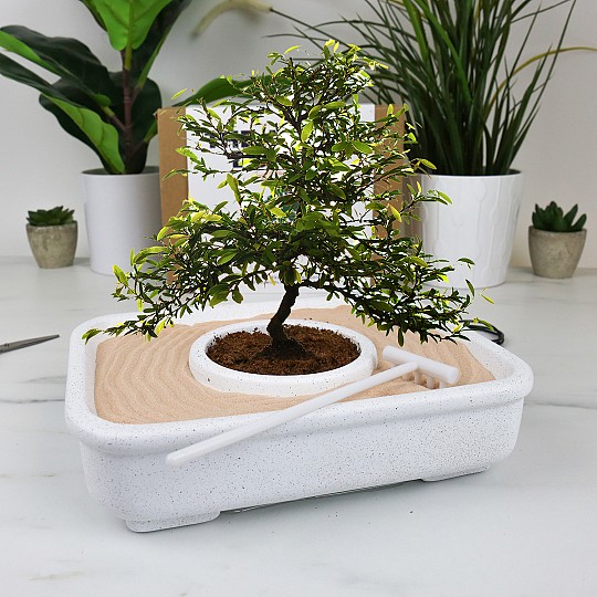 Kit per la coltivazione di bonsai