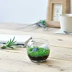 Include tutto il necessario per la coltivazione
