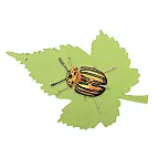 Pucetolo