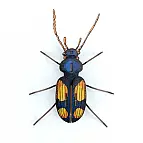 Originale e altamente decorativo