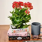 Vaso per libri impilato Trilogia botanica