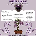 Vino viola