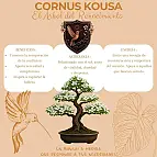 Cornus Kousa