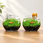 Kit per la coltivazione di piante acquatiche con gattino
