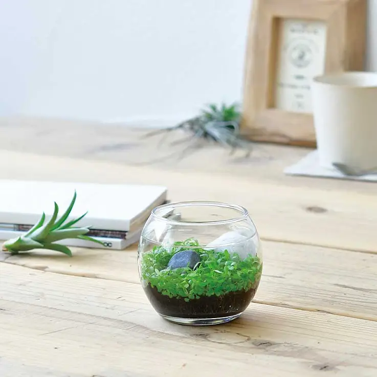 Include tutto il necessario per la coltivazione
