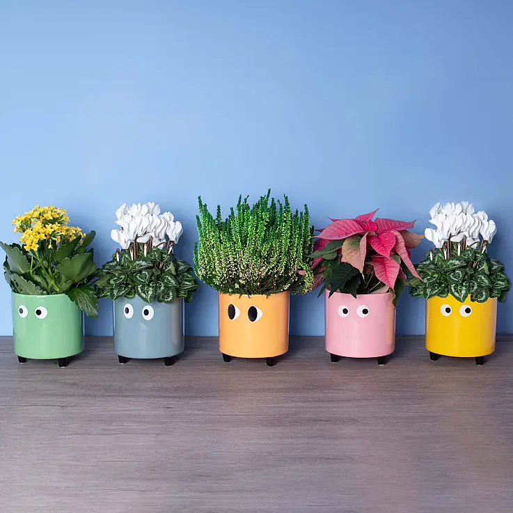 Disponibile in 5 colori